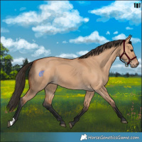 Horse Color:Bay Dun