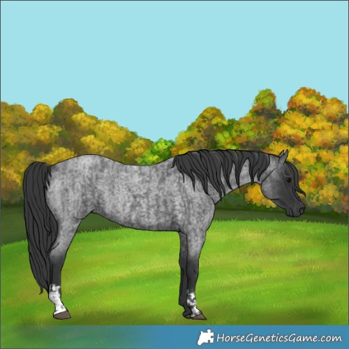 Horse Color:Blue Roan and Blue Roan
