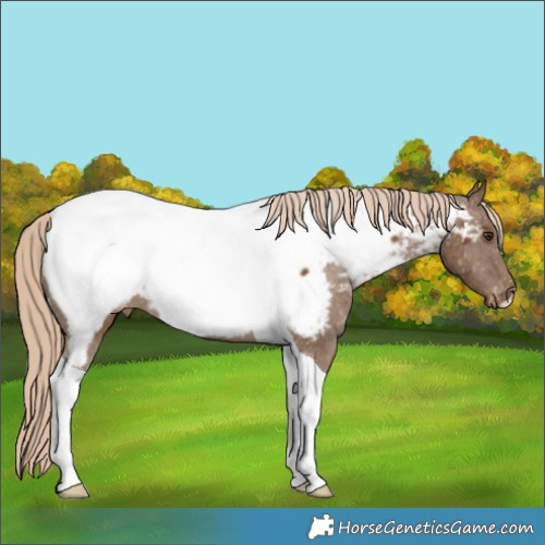 Horse Color:Chocolate Palomino Tobiano Appaloosa