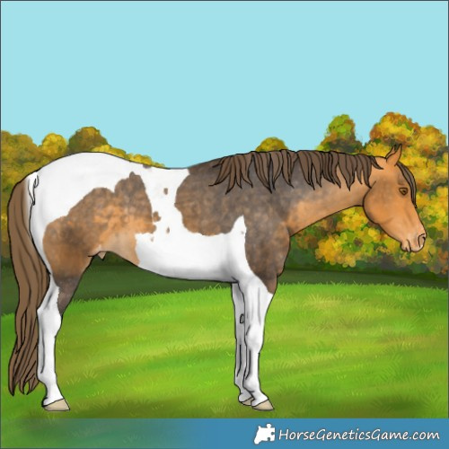 Horse Color:Buckskin Tobiano Varnish 