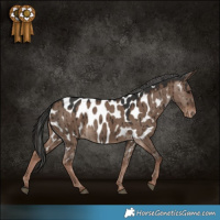 Horse Color:Liver Red Dun Near Leopard Brindle 