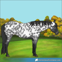 Horse Color:Blue Roan Appaloosa 
