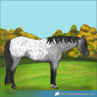 Horse Color:Blue Roan Appaloosa 