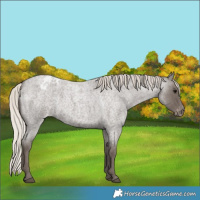 Horse Color:Silver Blue Roan Appaloosa 