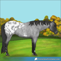 Horse Color:Blue Roan Appaloosa 