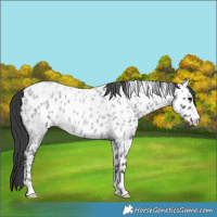 Horse Color:Blue Roan Near Leopard 
