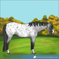 Horse Color:Blue Roan Near Leopard 