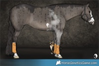 Horse Color:Smoky Grullo Brindle 