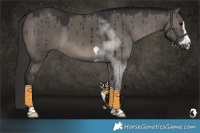 Horse Color:Smoky Grullo Brindle 