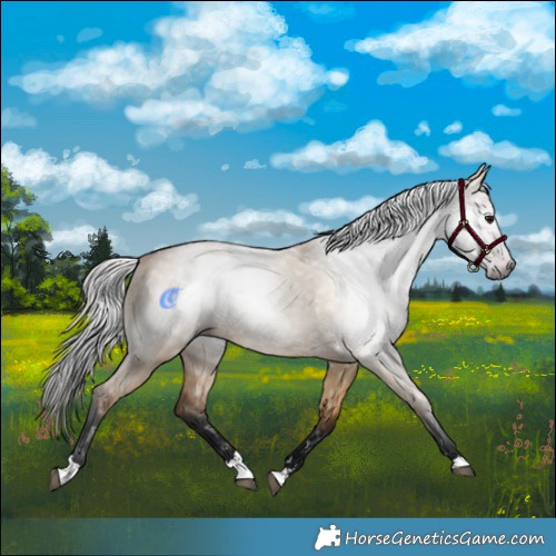 Horse Color:Gray Bay Dun 