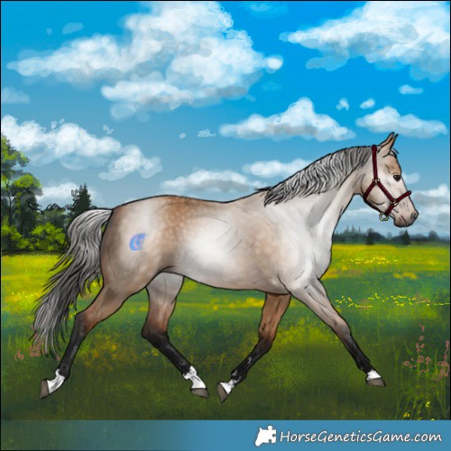 Horse Color:Gray Bay Dun 