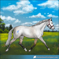 Horse Color:Gray Bay Dun 