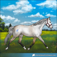 Horse Color:Gray Bay Dun 
