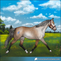 Horse Color:Gray Bay Dun