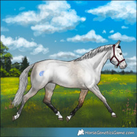 Horse Color:Gray Bay Dun 