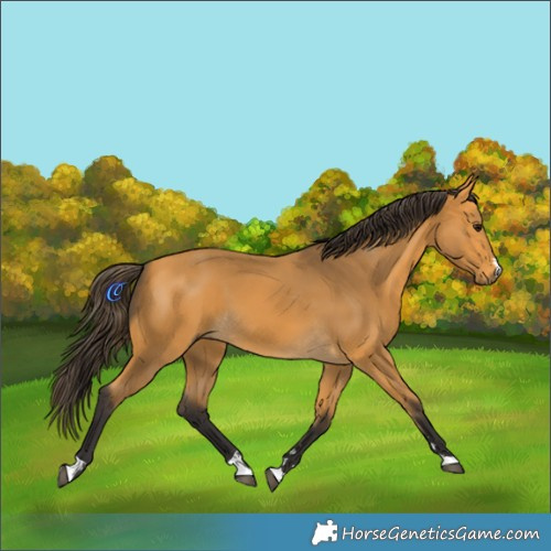 Horse Color:Buckskin 