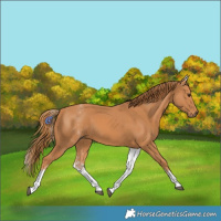 Horse Color:White Spotted Chestnut 