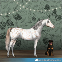 Horse Color:Bay Dun Blanket 