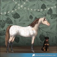 Horse Color:Bay Dun Appaloosa 