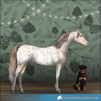 Horse Color:Bay Dun Appaloosa 