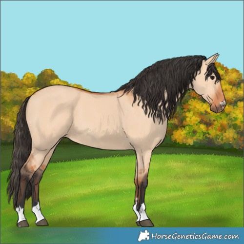 Horse Color:Bay Dun 