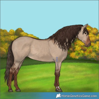 Horse Color:Liver Red Dun 