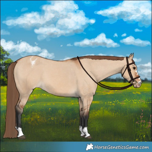 Horse Color:Bay Dun Appaloosa 