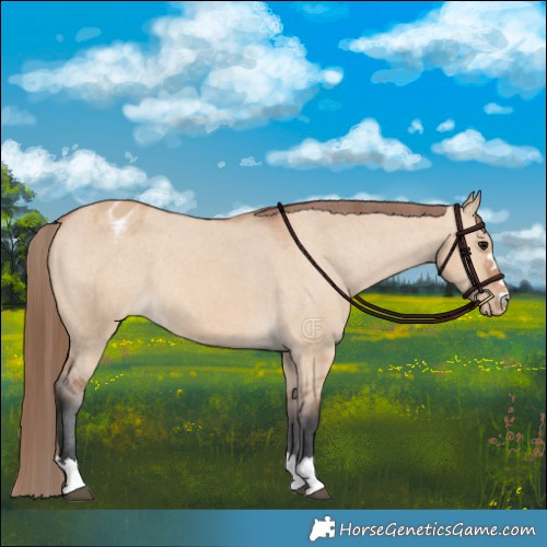 Horse Color:Bay Dun Appaloosa 
