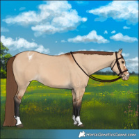 Horse Color:Bay Dun Varnish 