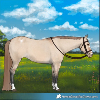 Horse Color:Bay Dun Varnish 