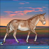 Horse Color:Red Dun Rabicano Brindle 