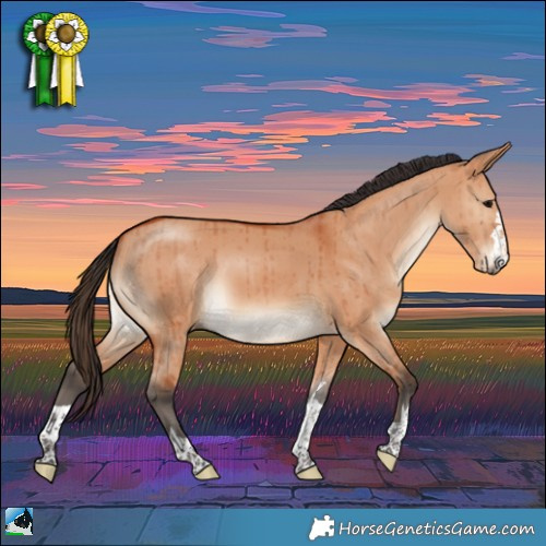 Horse Color:Bay Dun Rabicano Brindle