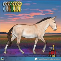 Horse Color:Bay Dun Rabicano Brindle 