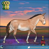 Horse Color:Bay Dun Rabicano Brindle 