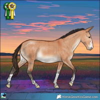 Horse Color:Bay Dun Rabicano Brindle 
