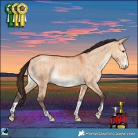 Horse Color:Bay Dun Rabicano Brindle