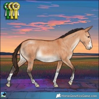 Horse Color:Bay Dun Rabicano Brindle