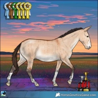 Horse Color:Bay Dun Rabicano Brindle 