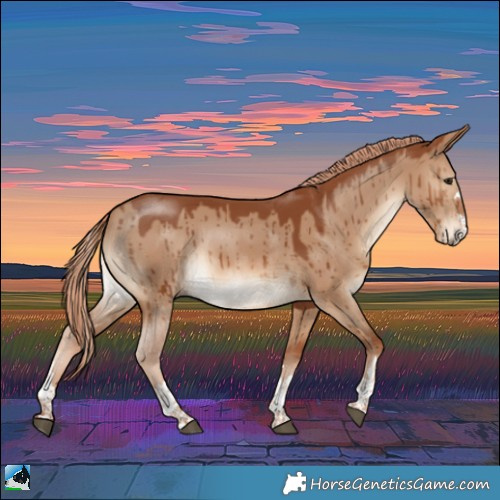 Horse Color:Red Dun Rabicano Brindle 