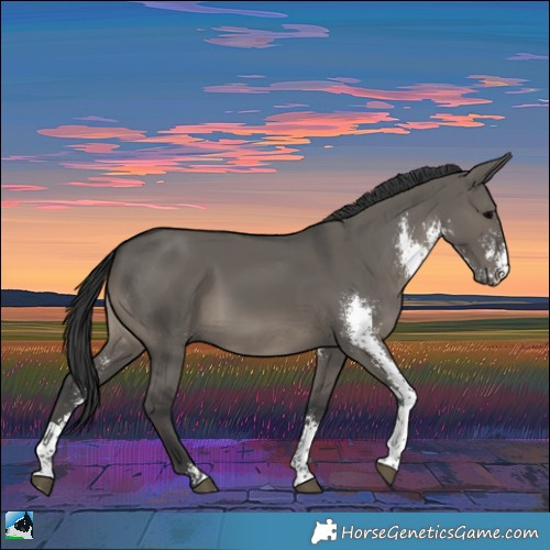 Horse Color:Grullo Sabino Rabicano 