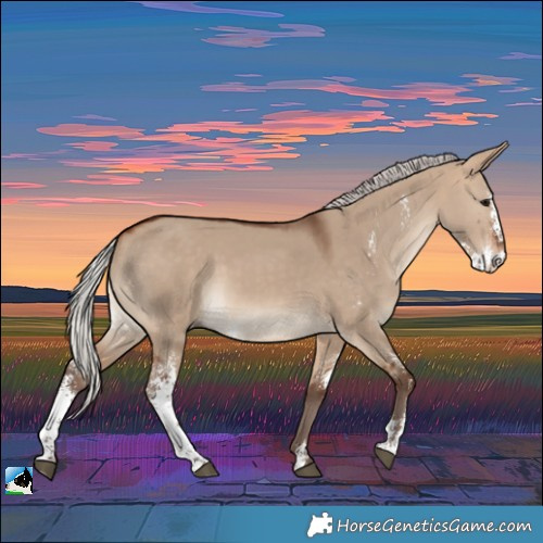 Horse Color:Silver Bay Dun Sabino Rabicano 