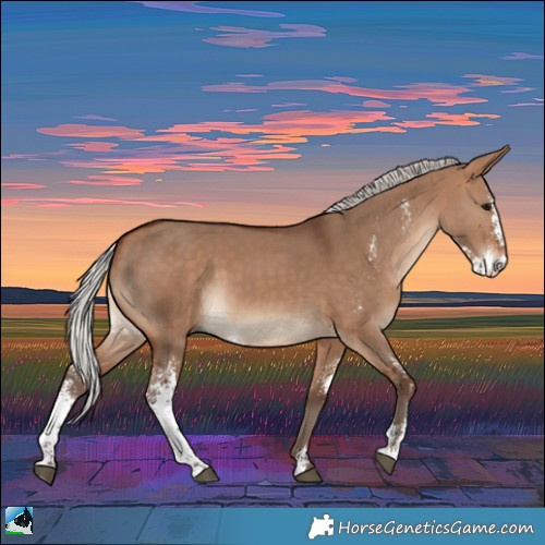 Horse Color:Silver Bay Dun Sabino Rabicano 