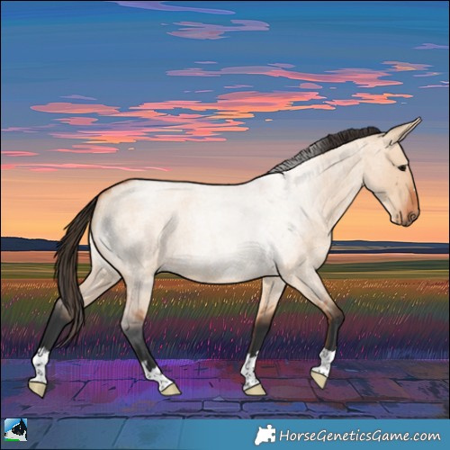 Horse Color:Bay Roan Dun 