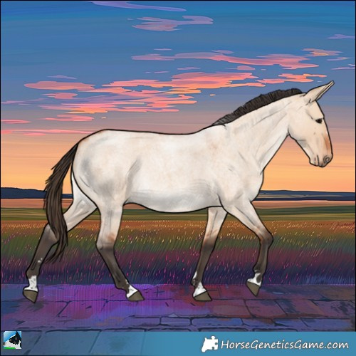 Horse Color:Bay Roan Dun 