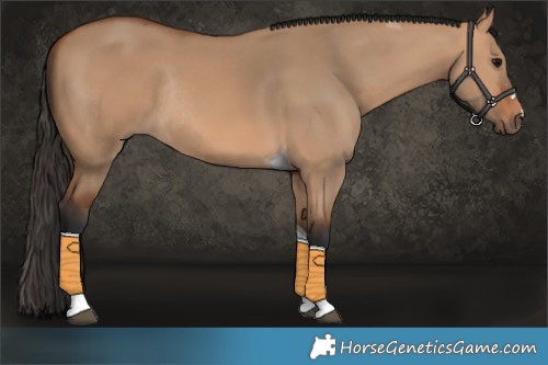 Horse Color:Bay Dun Tobiano Rabicano 