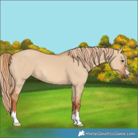 Horse Color:Red Dun 