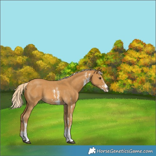 Horse Color:Palomino Sabino 