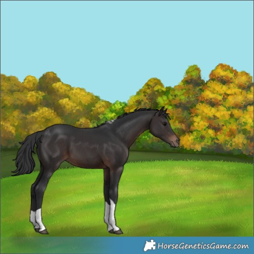 Horse Color:Brown Tobiano 