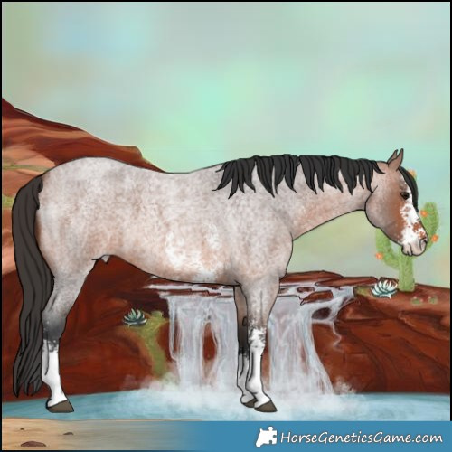Horse Color:Bay Roan Sabino 