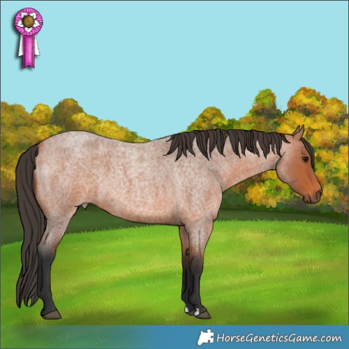 Horse Color:Bay Roan 